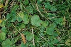 Glechoma hederacea