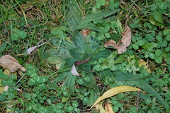 Plantago lanceolata