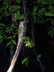 Gonocephalus liogaster