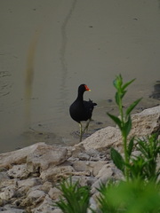 Gallinula galeata