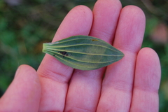 Plantago lanceolata