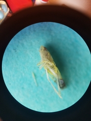 Protalebrella conica