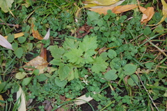 Artemisia vulgaris