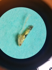 Protalebrella conica