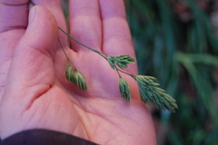 Dactylis glomerata