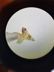 Protalebrella conica