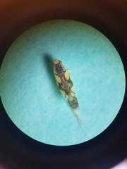 Protalebrella conica