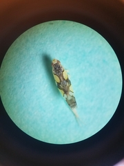 Protalebrella conica