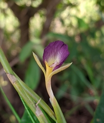 Ischnosiphon gracilis