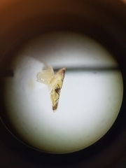 Protalebrella conica