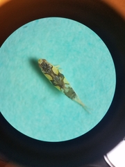 Protalebrella conica