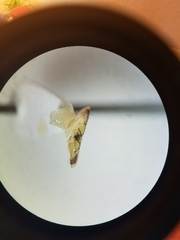 Protalebrella conica