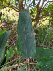 Ischnosiphon gracilis