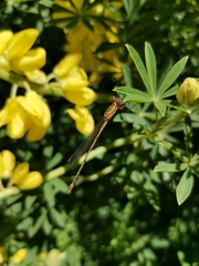 Lestes undulatus
