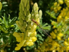 Lestes undulatus