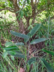 Ischnosiphon gracilis