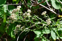 Pseudognaphalium chartaceum