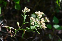 Pseudognaphalium chartaceum