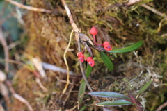 Maxillaria ruberrima
