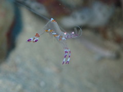 Ancylomenes luteomaculatus