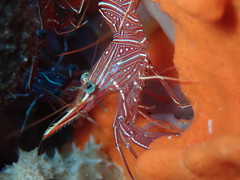 Rhynchocinetes durbanensis