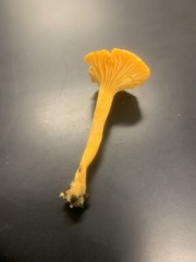 Cantharellus