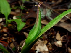 Pterostylis cardiostigma