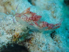Coryphellina flamma