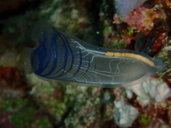 Rhopalaea circula