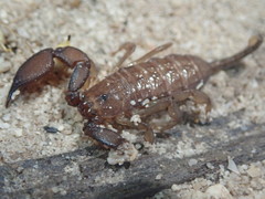 Liocheles