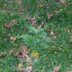 Artemisia vulgaris