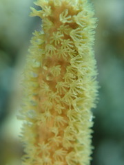 Isis hippuris