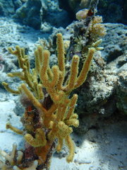 Isis hippuris