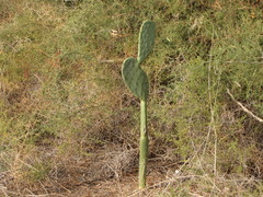 Opuntia stricta