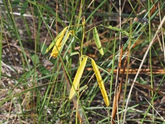 Desmodium tenuifolium