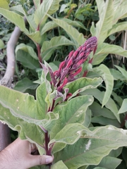 Lobelia tupa