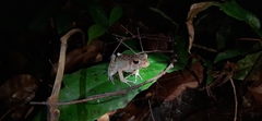 Pulchrana baramica