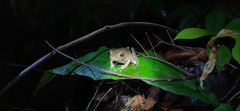 Pulchrana baramica