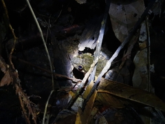 Limnonectes conspicillatus