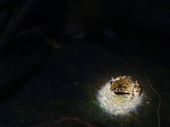 Limnonectes conspicillatus