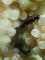 Tetralia