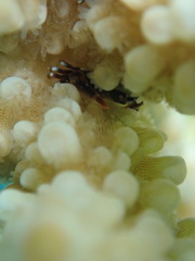 Tetralia