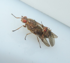Dryomyzidae