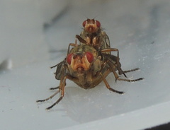 Dryomyzidae