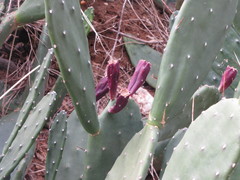 Opuntia stricta