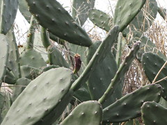 Opuntia stricta