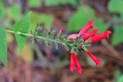 Salvia holwayi