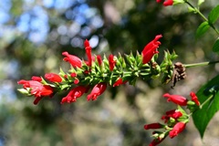 Salvia holwayi