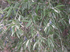 Olea europaea