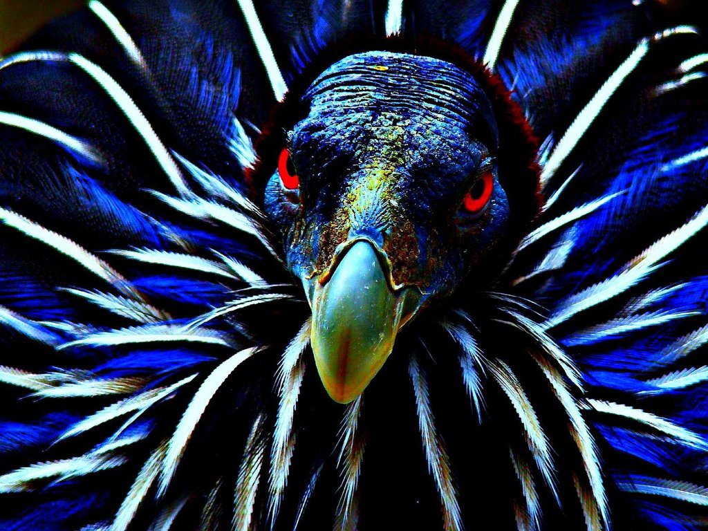 Vulturine Guineafowl